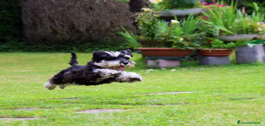 Immagine della galleria {{count}}