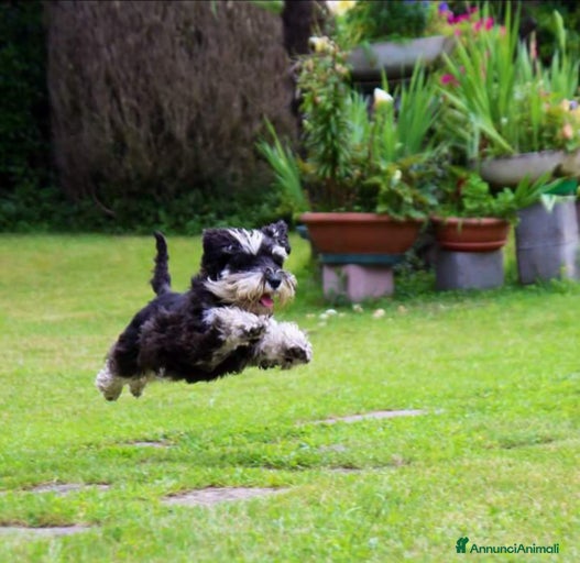 Immagine della galleria {{count}}