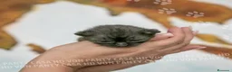 Scottish gatti in vendita: Cuccioli di Scottish Fold e Straight con Pedigree - Annuncio 13
