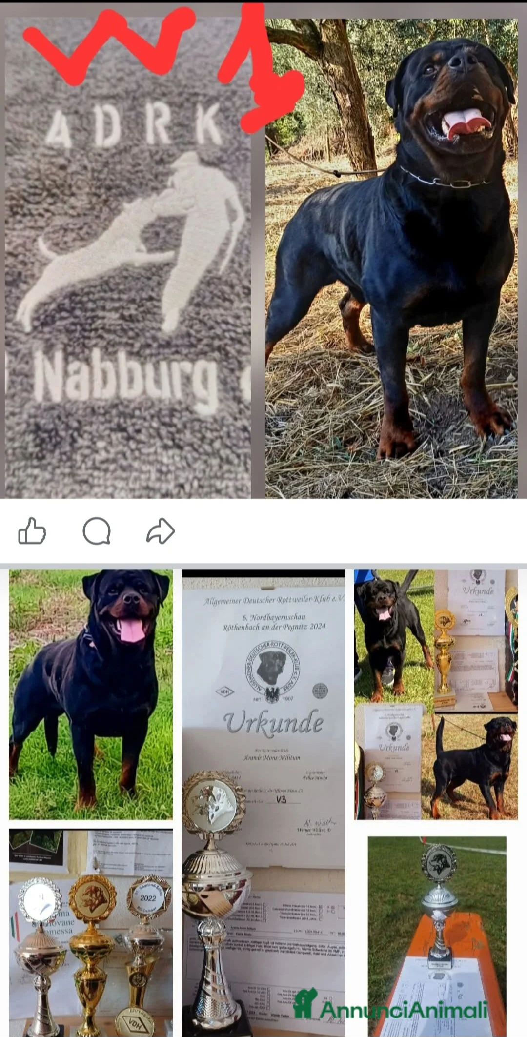 Rottweiler cani per accoppiamento: Rottweiler - Annuncio 15