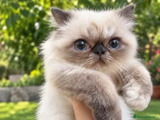 Persiano gatti cucciola persiana color point himalaiana - Annuncio 2