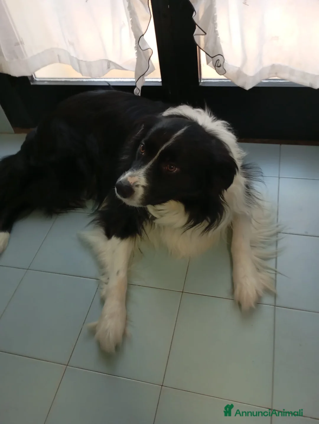 Border Collie cani per accoppiamento: Accoppiamento  - Annuncio 2