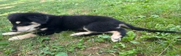 Meticcio cani in regalo: Due cuccioli incrocio pastore cercano casa a Provincia di Bergamo - Annuncio 3