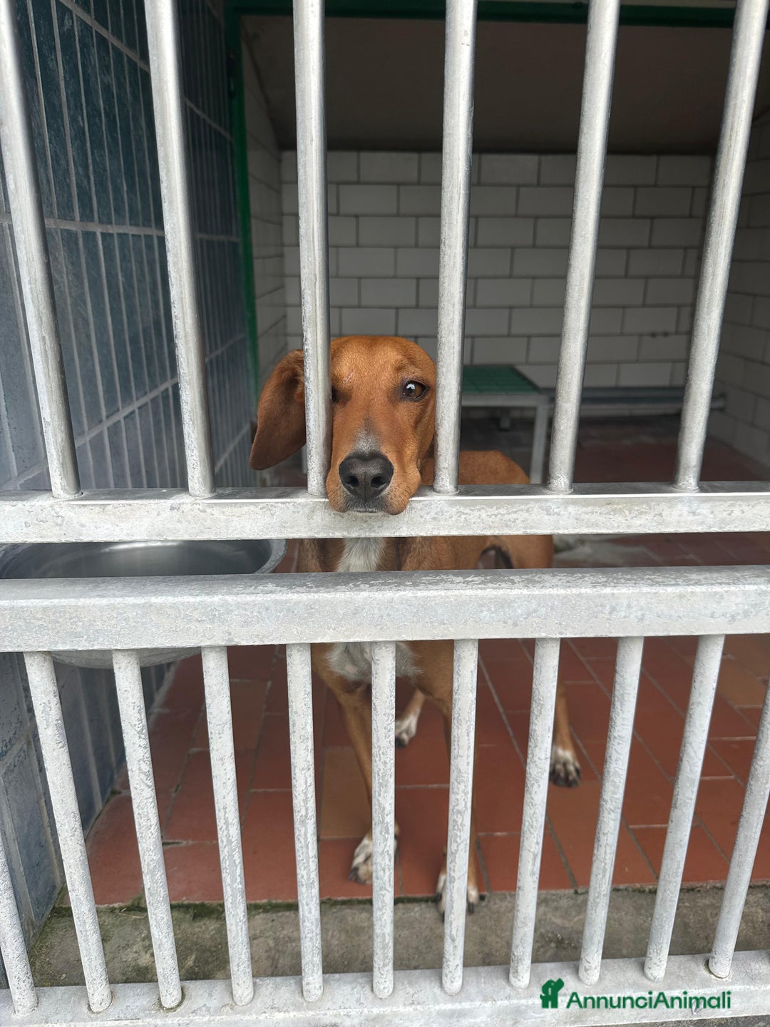 Segugio cani in regalo: GUGIO, mix segugio curioso e un po' timido  - Annuncio 3