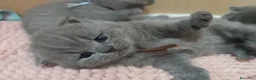 British gatti in vendita: Cuccioli British Shorthair  - Annuncio 3
