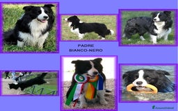 Border Collie cani in vendita: CUCCIOLO SEAL MERLE TRICOLOR BORDER COLLIE a Città metropolitana di Roma Capitale - Immagine 10