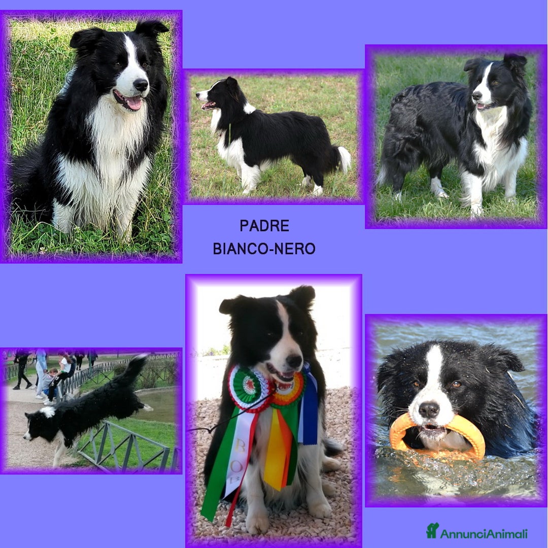 Border Collie cani in vendita: CUCCIOLO SEAL MERLE TRICOLOR BORDER COLLIE a Città metropolitana di Roma Capitale - Immagine 10