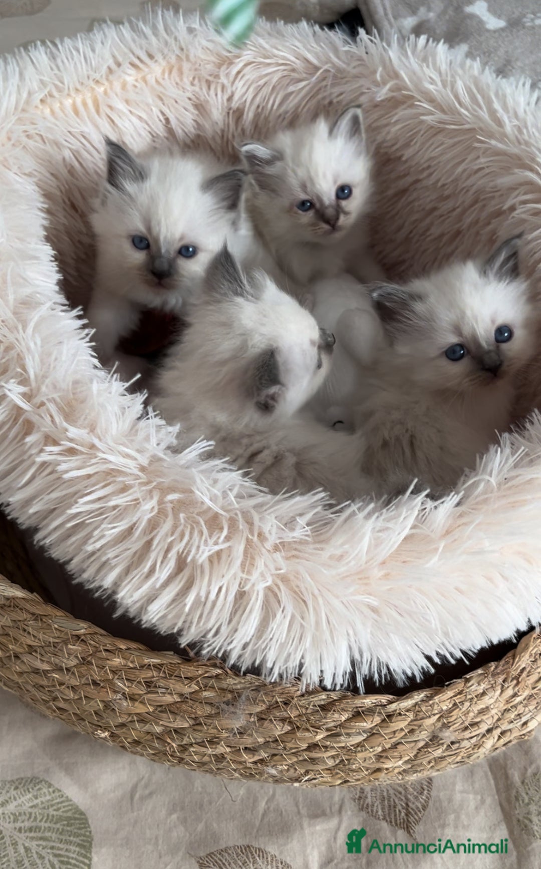 Sacro di Birmania gatti in vendita: Dolcissimi cuccioli Sacro di Birmania  - Annuncio 5