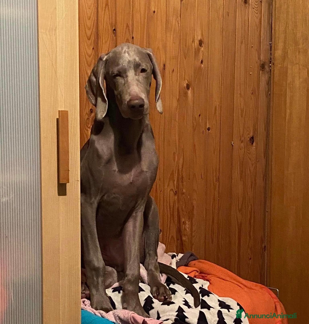 Weimaraner cani in regalo: Cucciola di weimaraner  a Provincia di Parma - Immagine 4