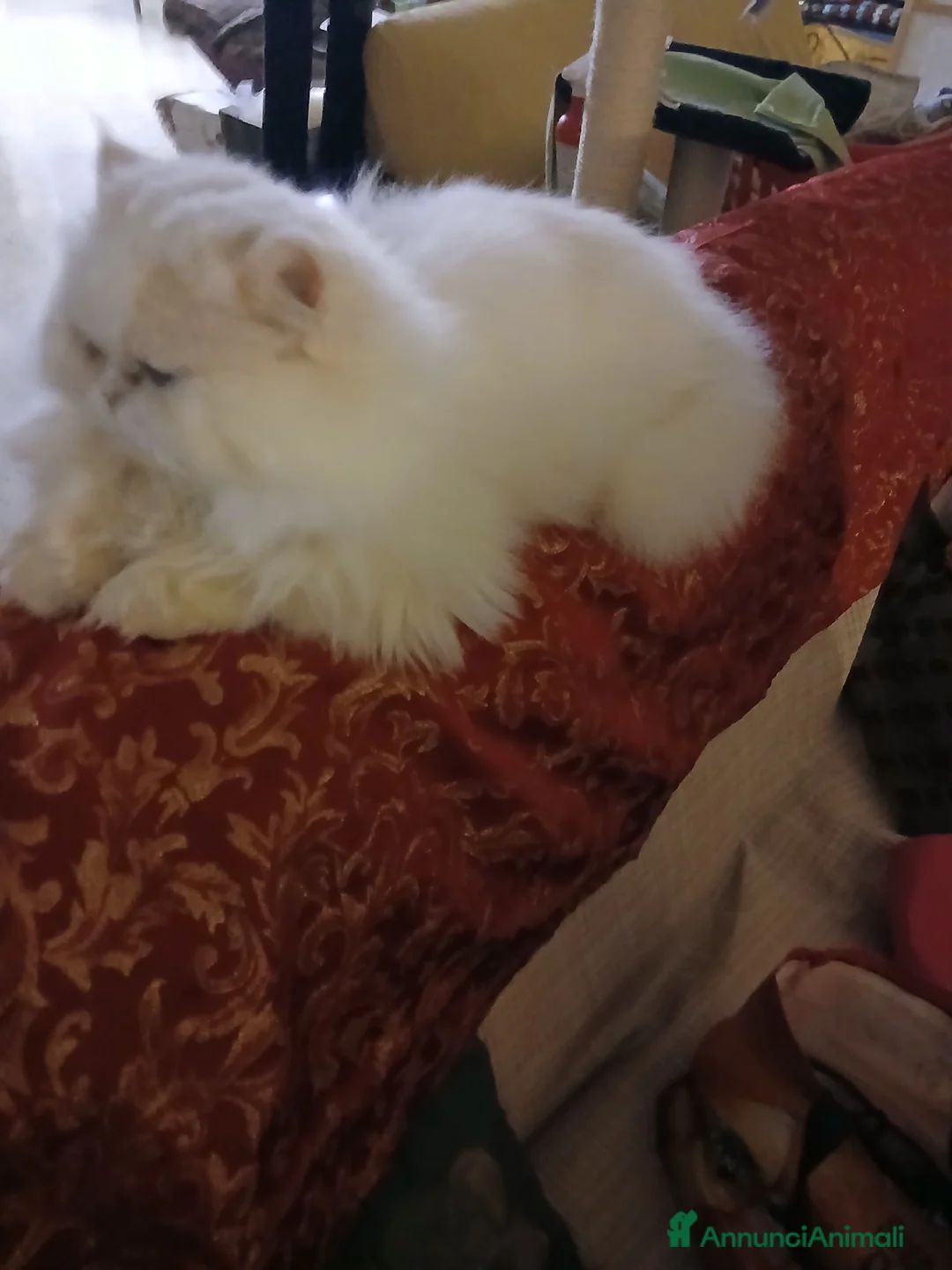 Persiano gatti per accoppiamento: Gatti - Annuncio 2