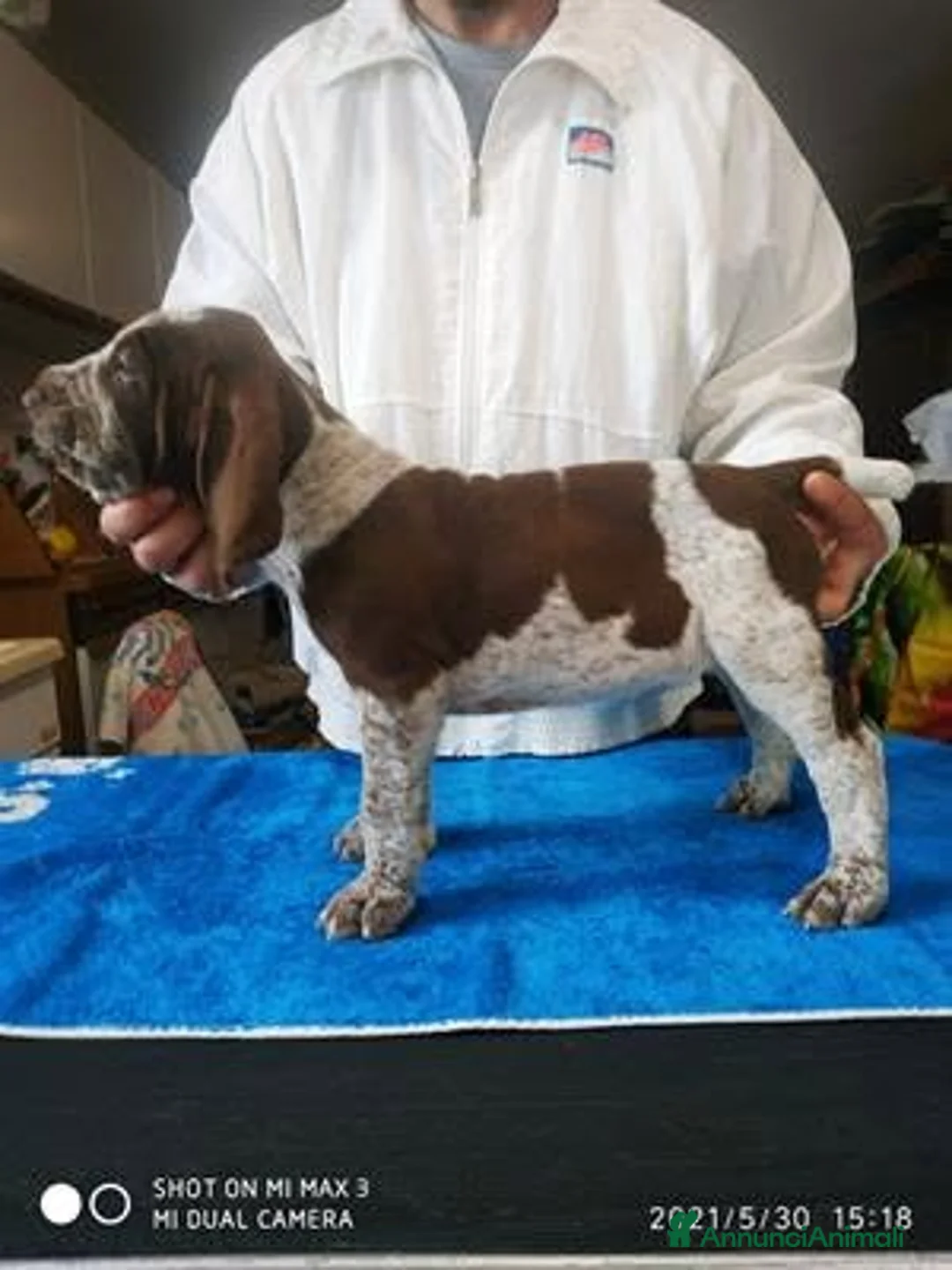 Bracco cani per accoppiamento: Stallone di Bracco Italiano per accoppiamento - Annuncio 2