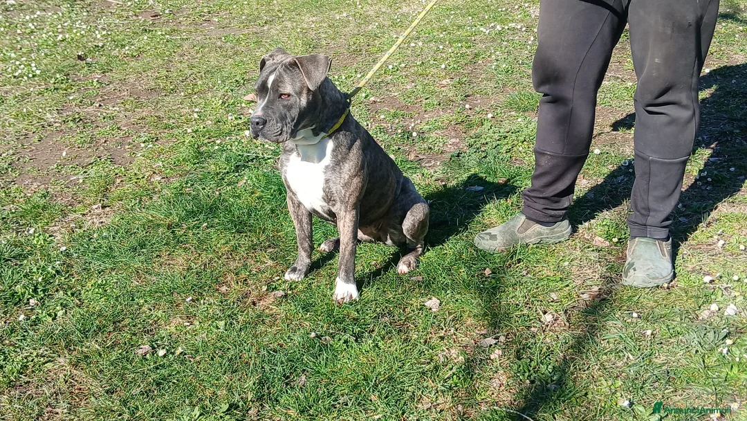 Meticcio cani in regalo: ASIA MERAVIGLIOSA CREATURA TRADITA SENZA PIETA' - Annuncio 2