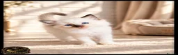 Ragdoll gatti in vendita: Ragdoll cuccioli con pedigree  - Annuncio 13