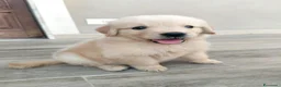 Golden Retriever cani in vendita: Golden retriever americano  - Annuncio 7