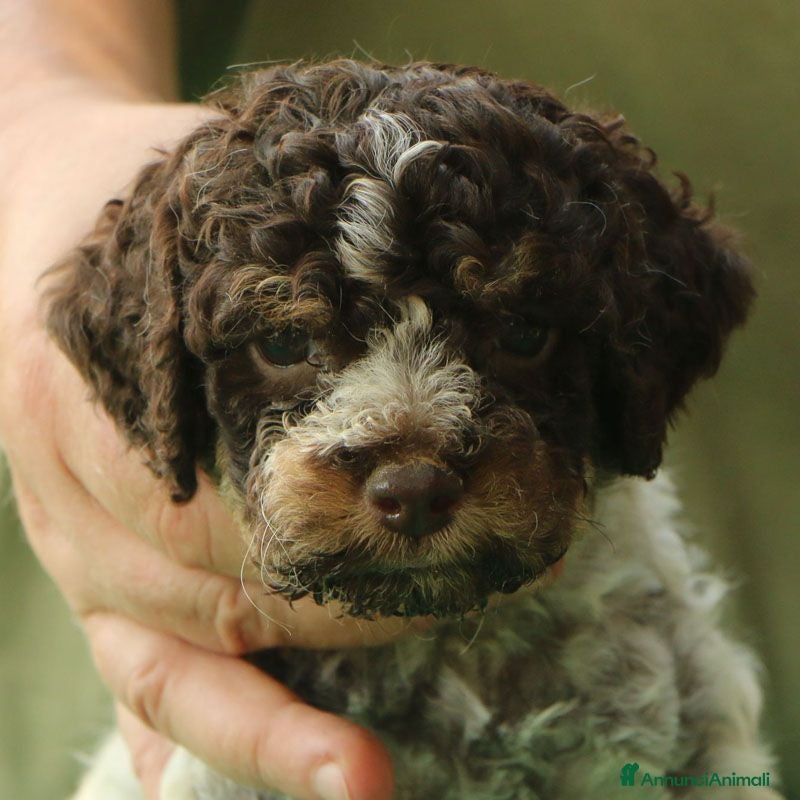 Lagotto cani Lagotto romagnolo cucciolo - Annuncio 1