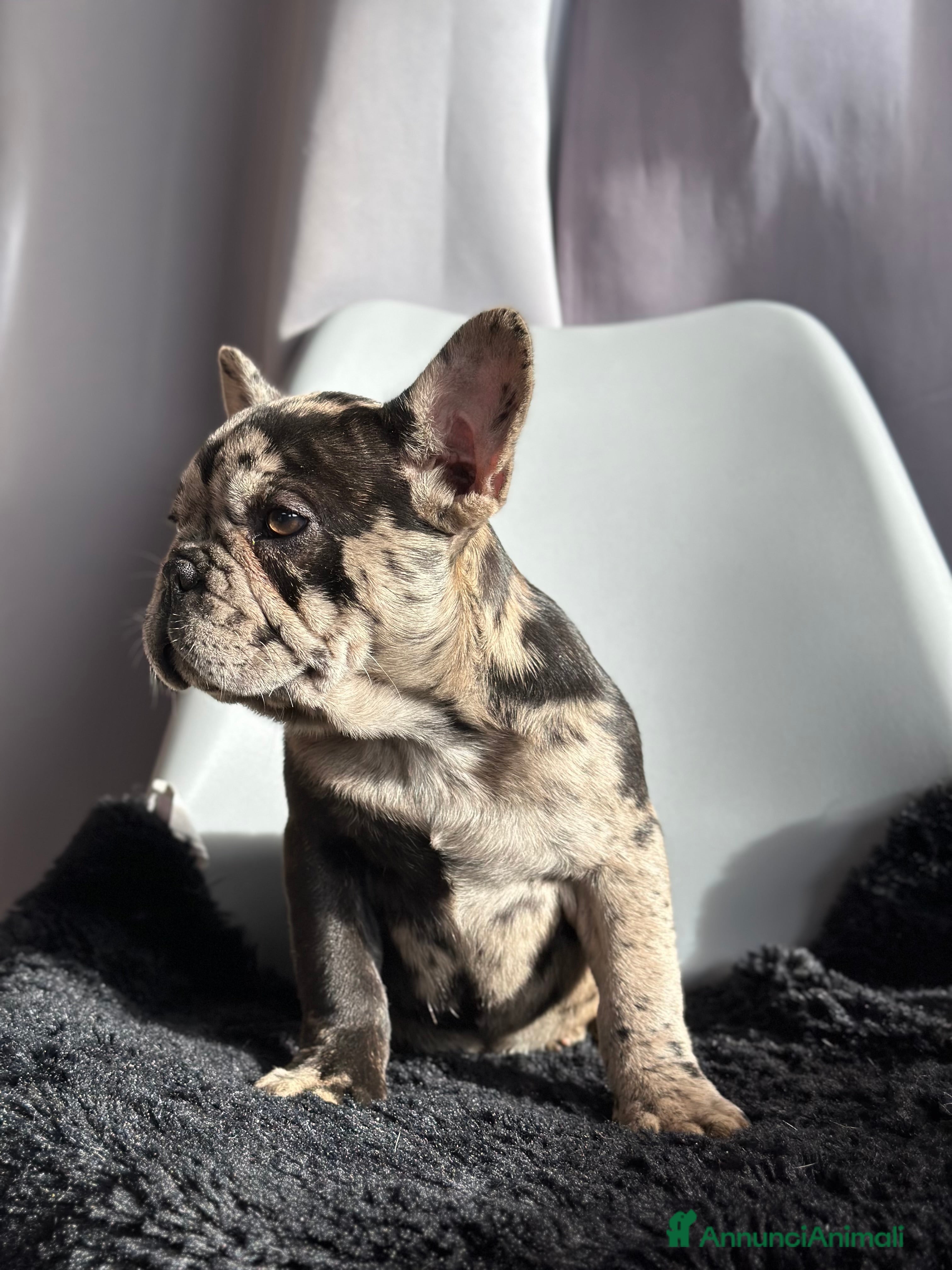 Bulldog Francese cani Cucciola di Bulldog Francese Esotico - Annuncio 9