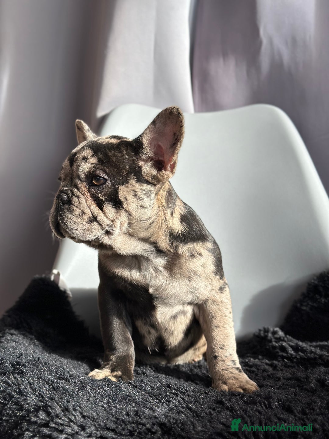 Bulldog Francese cani in vendita: Cucciola di Bulldog Francese Esotico - Annuncio 1