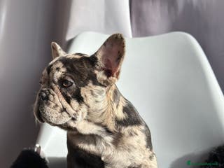 Bulldog Francese cani Cucciola di Bulldog Francese Esotico - Annuncio 9