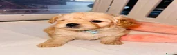 Maltipoo cani in vendita: Splendida cucciolata di Maltipoo - Annuncio 11