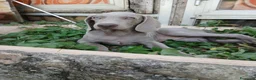 Weimaraner cani in vendita: Vendo cuccioli weimaraner  - Annuncio 3