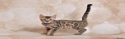 Bengala gatti in vendita: Cuccioli Bengala Jangaleecats - Annuncio 7