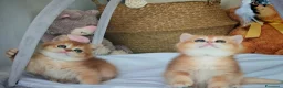 Scottish gatti in vendita: Straordinari Cuccioli Scottish - Annuncio 5
