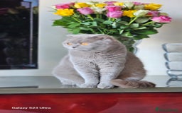 British gatti in vendita: British a Provincia di Biella - Immagine 15