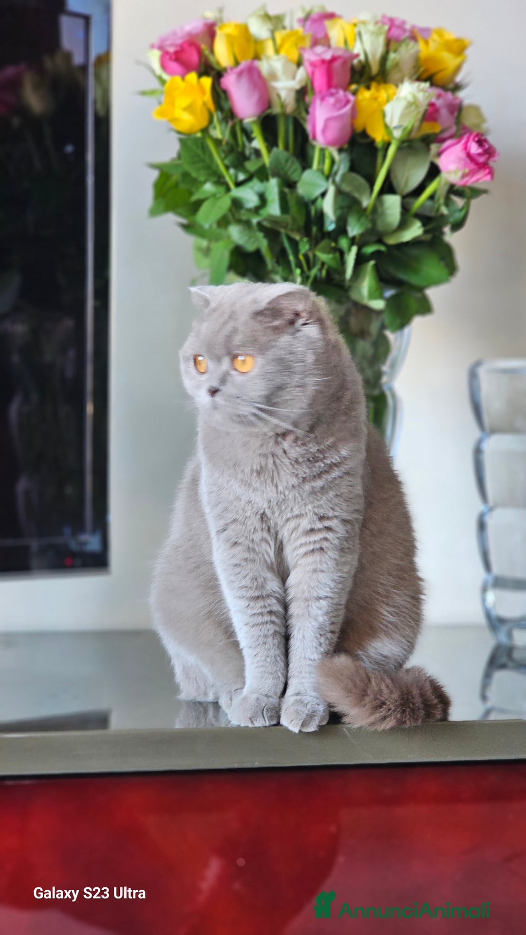 British gatti in vendita: British a Provincia di Biella - Immagine 15