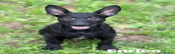 Meticcio cani in regalo: ENRICO, lupacchiotto dal carattere d'oro! TG MEDIA - Annuncio 4