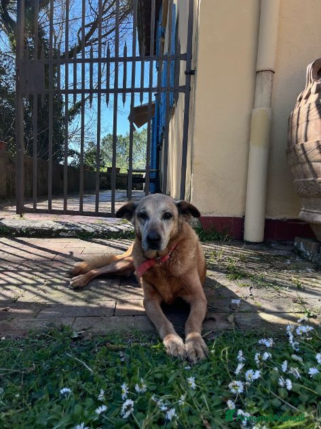 Meticcio cani in regalo: ANGELICA e LUCA 2 anime che cercano riscatto - Annuncio 4