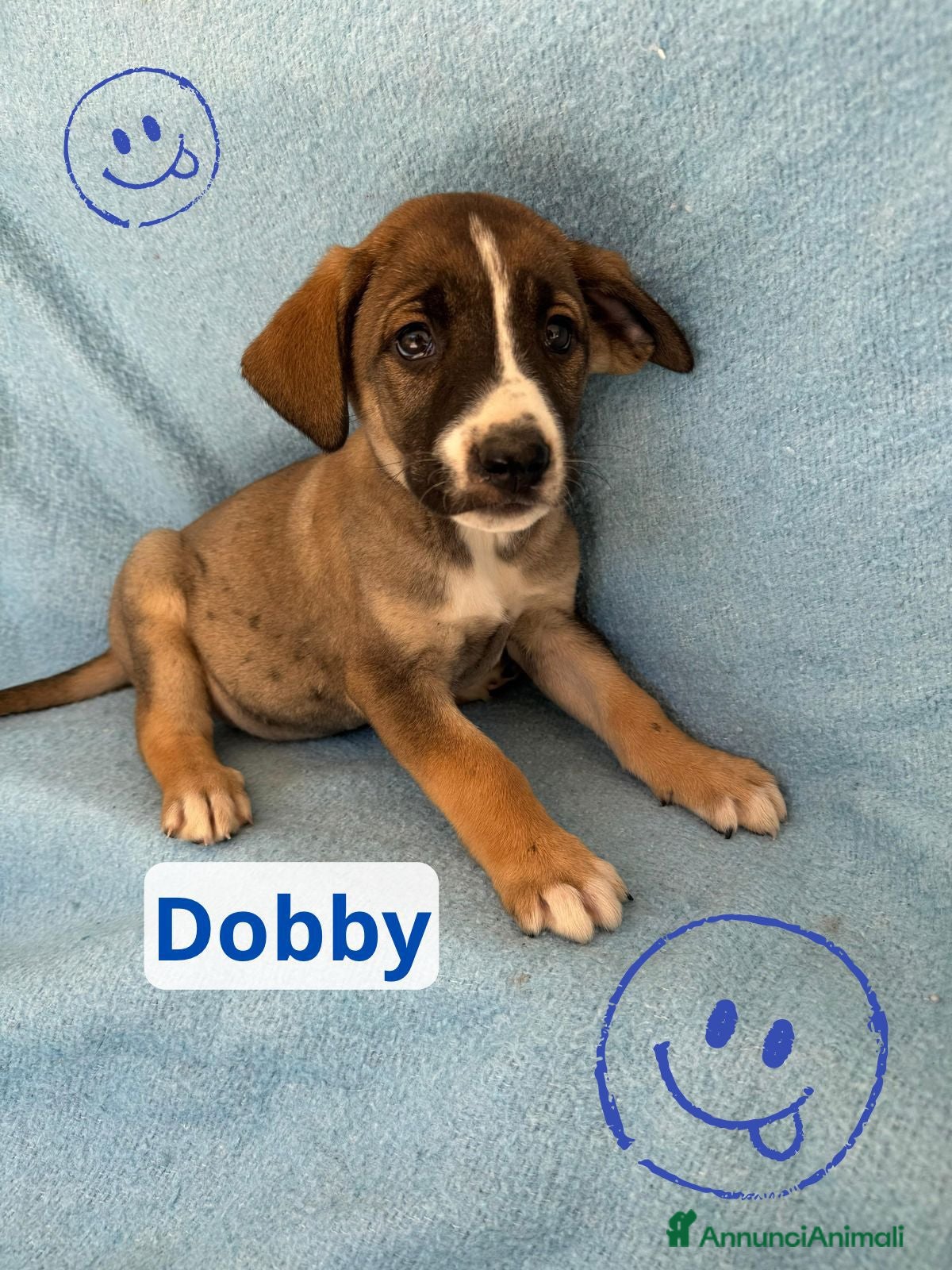Meticcio cani Dobby  - Annuncio 11