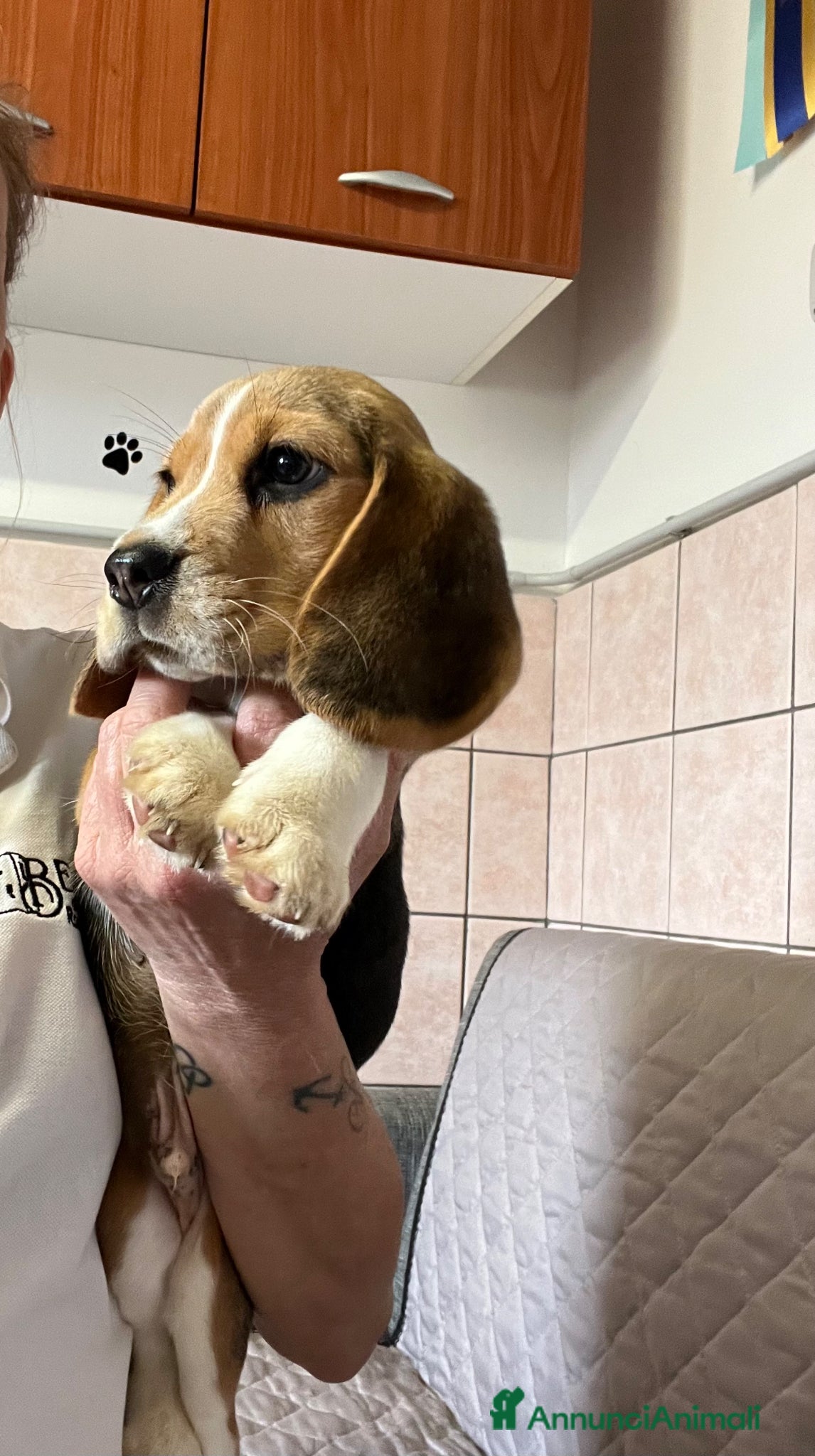 Beagle cani Beagle  - Annuncio 3
