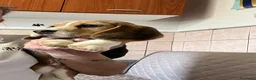 Beagle cani in vendita: Beagle  a Provincia di Latina - Annuncio 1