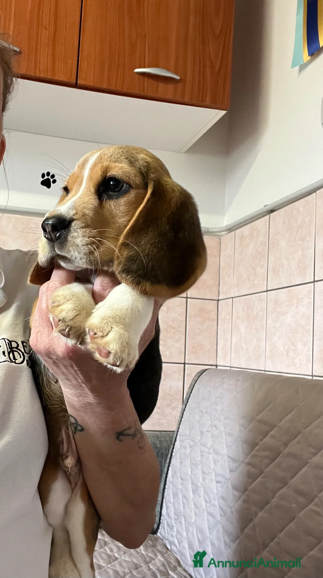 Beagle cani in vendita: Beagle  a Provincia di Latina - Annuncio 1