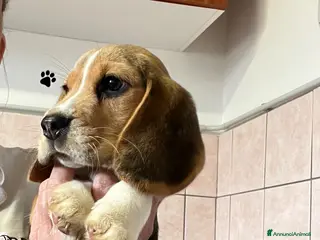 Beagle cani Beagle - Annuncio 1