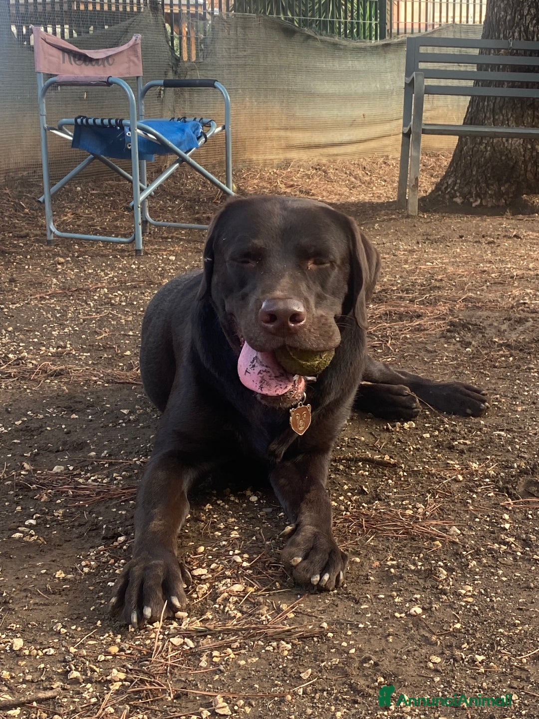 Labrador cani per accoppiamento: Cerco fidanzata Choco🤎 a Città metropolitana di Roma Capitale - Annuncio 9
