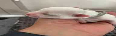 Yuki 