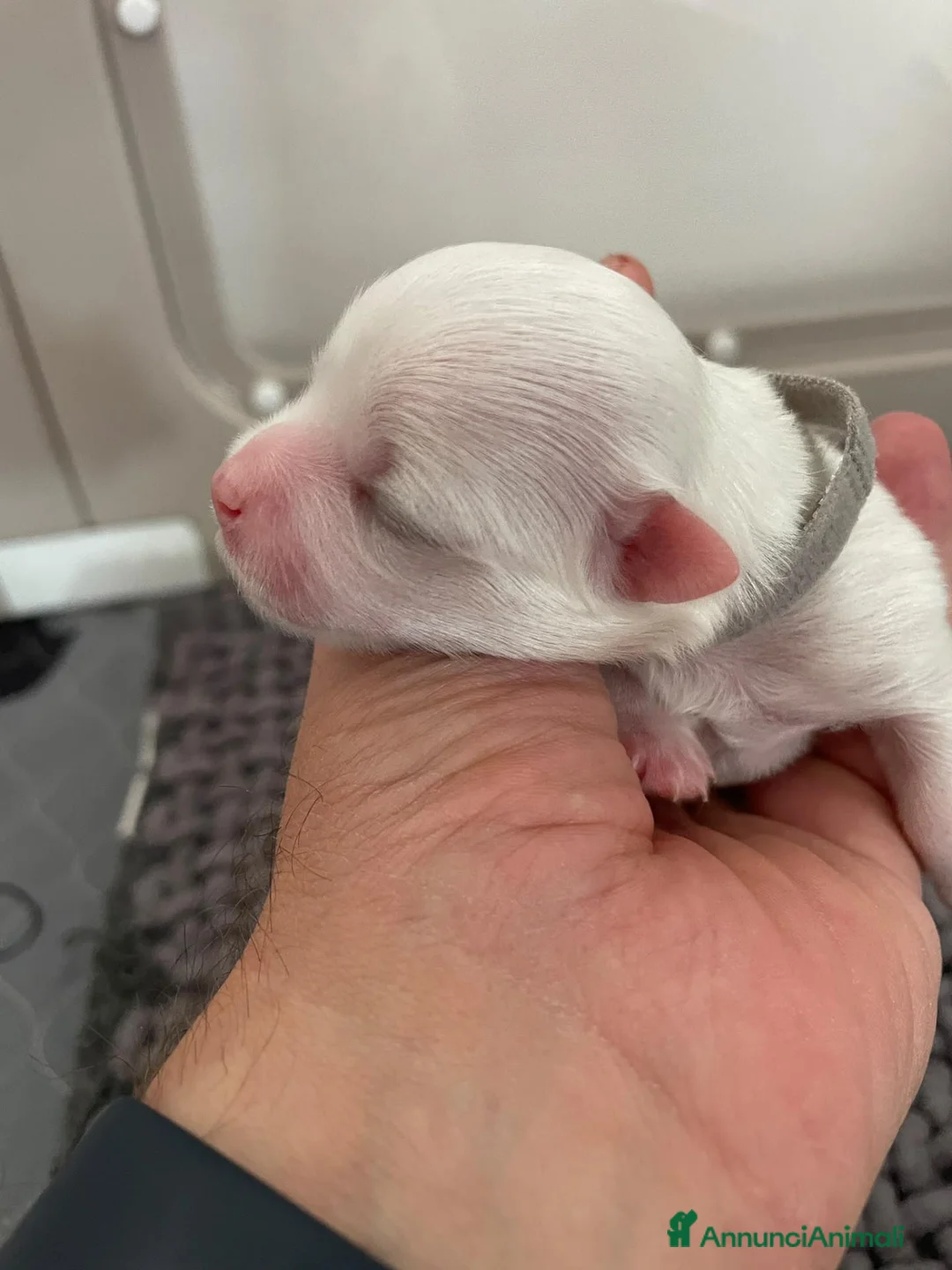 Maltese cani in vendita: Cuccioli di Maltese con Pedigree ENCI  - Annuncio 2