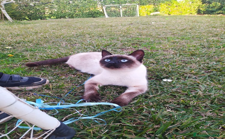 Siamese gatti a Provincia di Latina - Annuncio 8