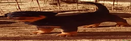 Rottweiler cani in vendita: Cuccioli rottweiler  - Annuncio 10