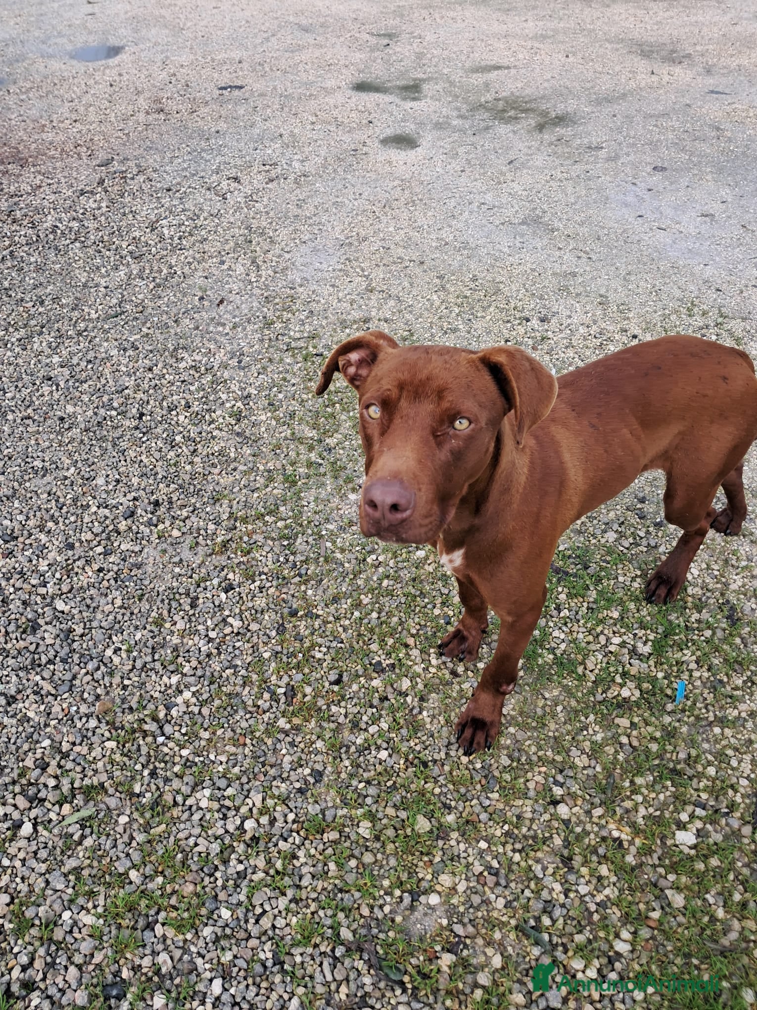 Meticcio cani BAYLES cucciolo mix pit/bracco - Annuncio 1