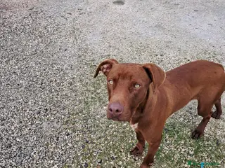 Meticcio cani BAYLES cucciolo mix pit/bracco - Annuncio 1