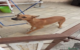 Meticcio cani in regalo: Regalo  - Immagine 4