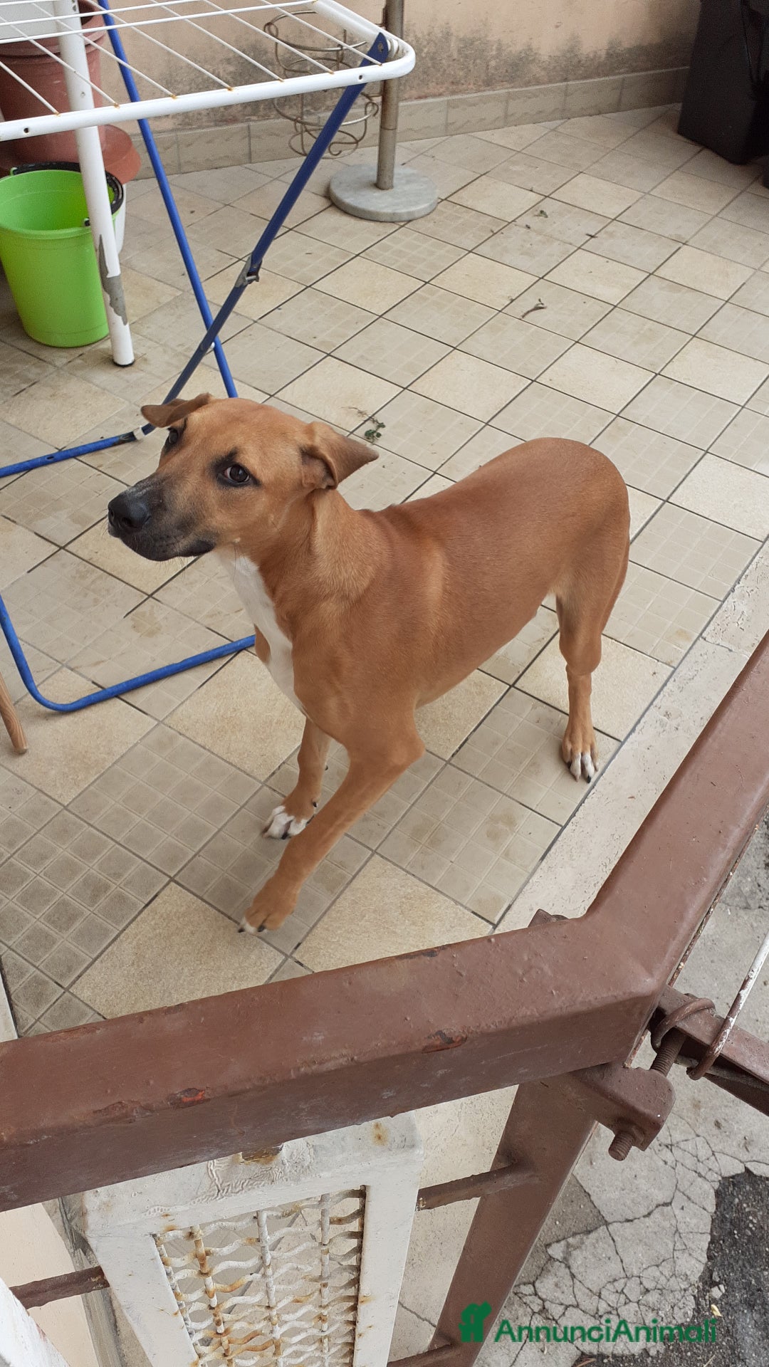 Meticcio cani in regalo: Regalo  - Annuncio 4