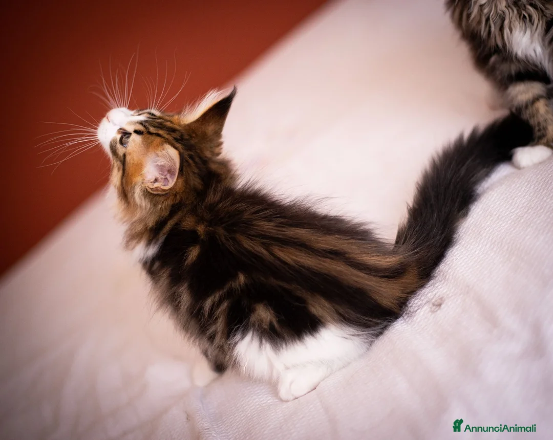 Maine Coon gatti in vendita: Gattino perfetto dall'alevamento Mainemarie - Annuncio 4