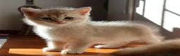 British gatti in vendita: Gattini BRITISH GOLDEN SHORTHAIR  - Annuncio 8
