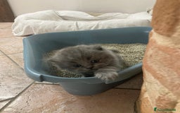 Scottish gatti in vendita: gatti scottish fold e straight a Provincia di Forlì-Cesena - Immagine 11