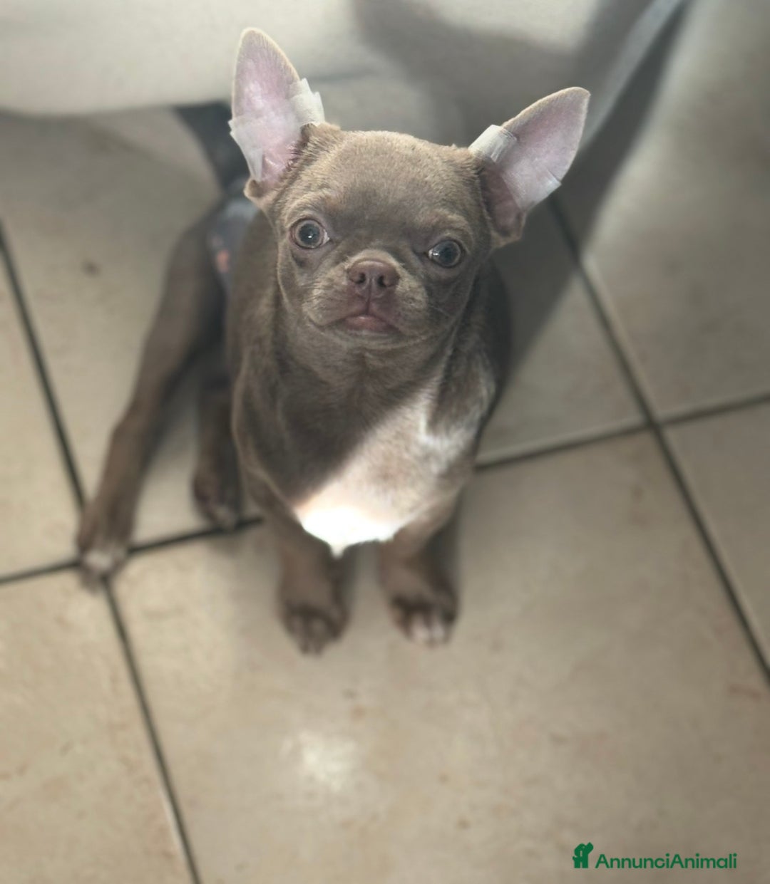 Chihuahua cani in vendita: Chihuahua lilac  - Annuncio 3