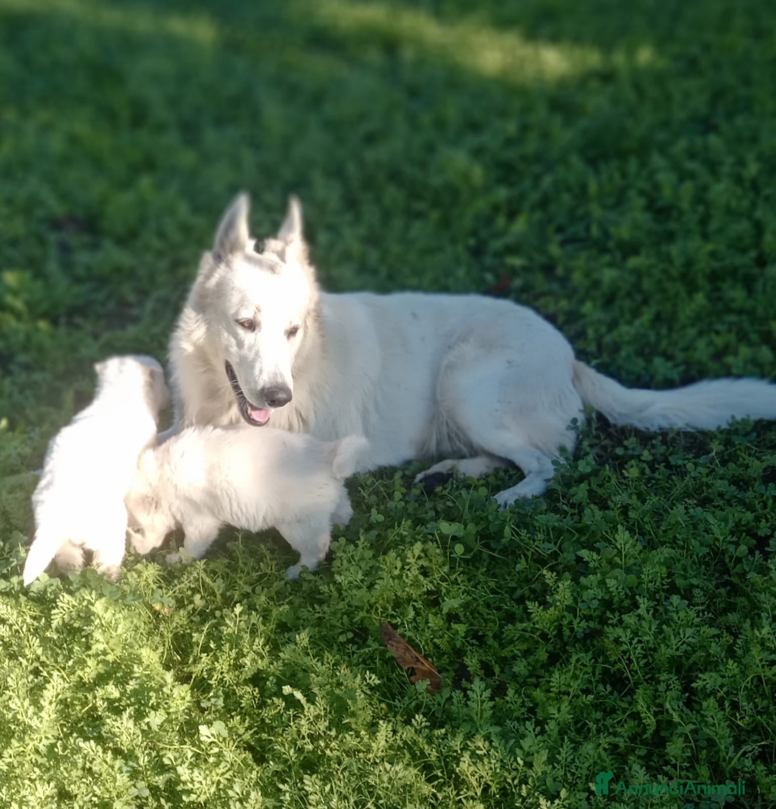 Pastore Svizzero cani Pastore svizzero bianco cuccioli - Annuncio 1