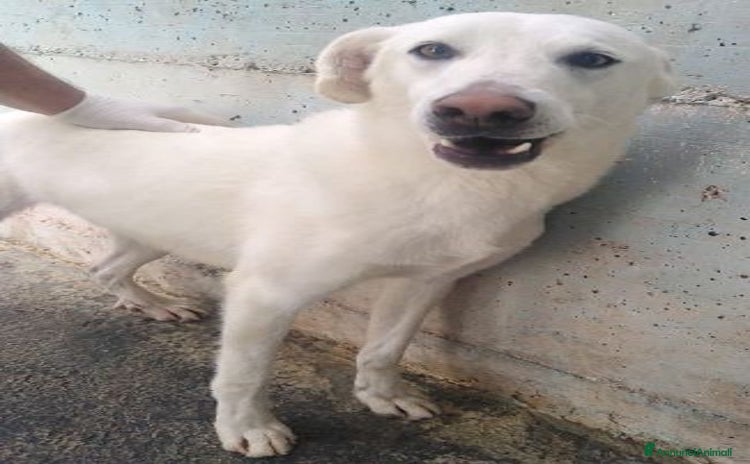 Meticcio cani a Città metropolitana di Milano - Annuncio 17